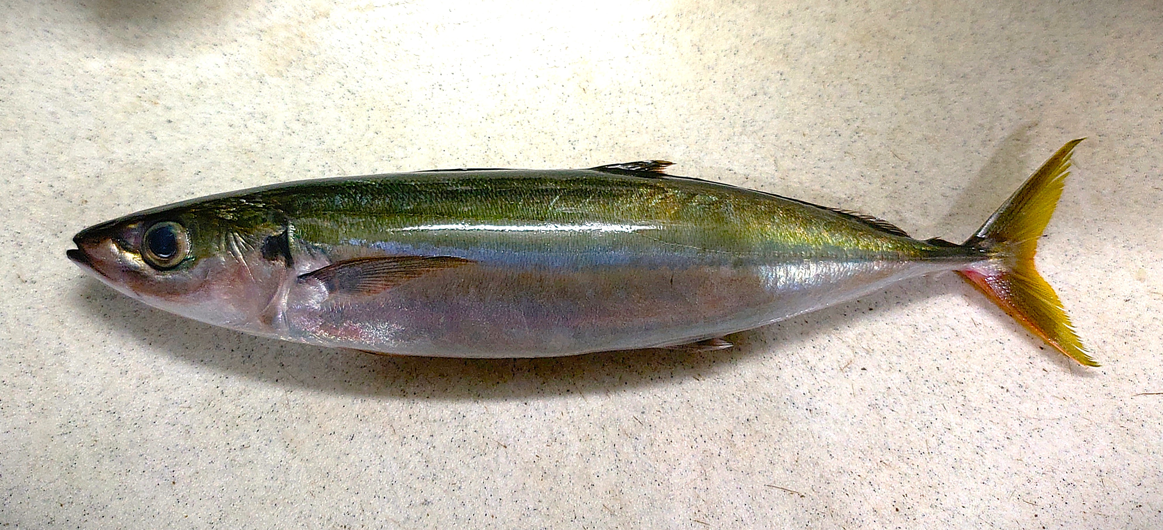 クサヤに使（シロムロアジ）