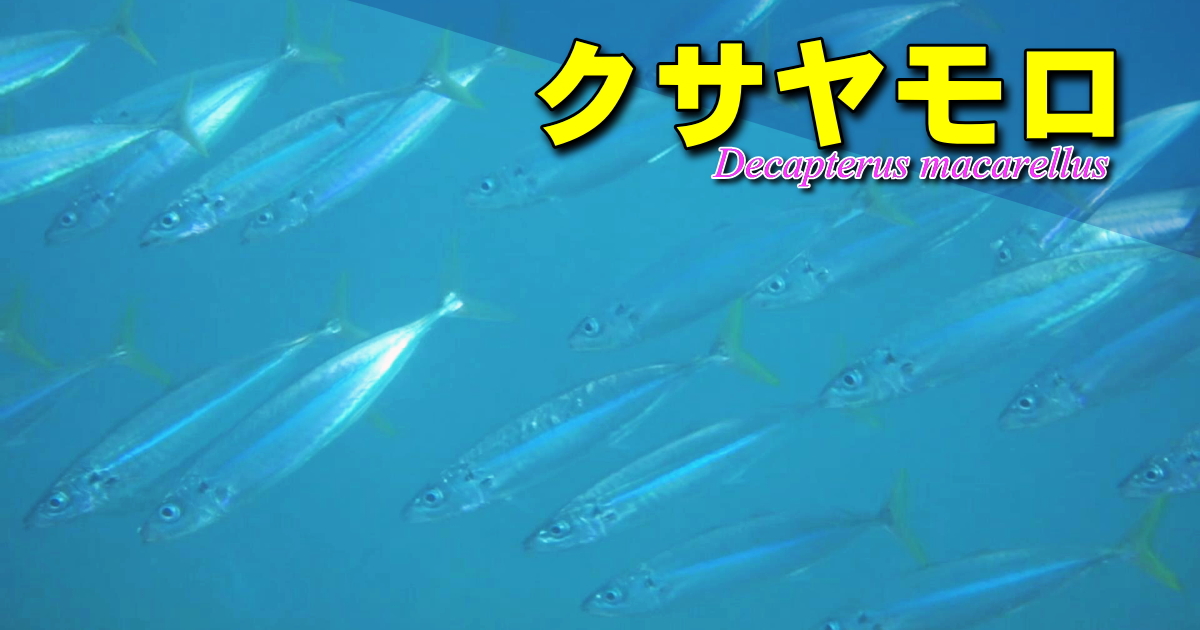 くさやの王様クサヤモロの水中映像