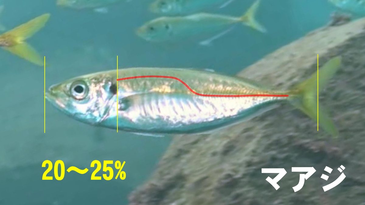 マアジの特徴
