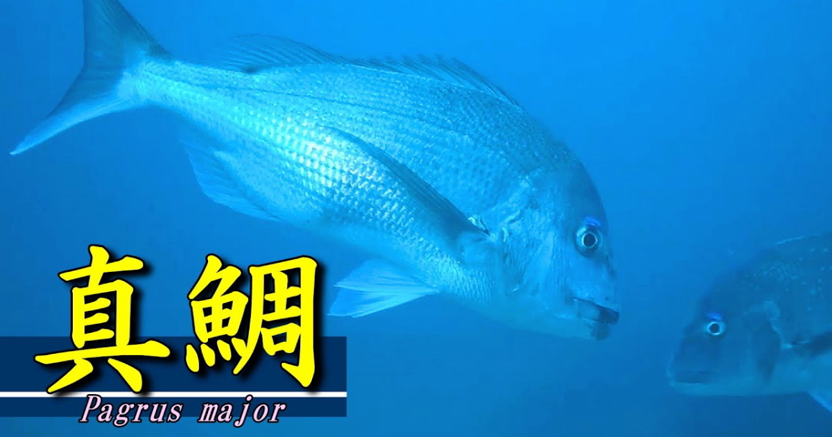 存在感のある真鯛の水中映像