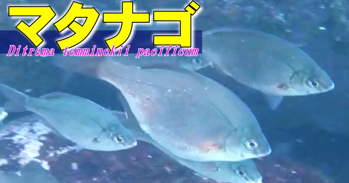マタナゴ水中映像