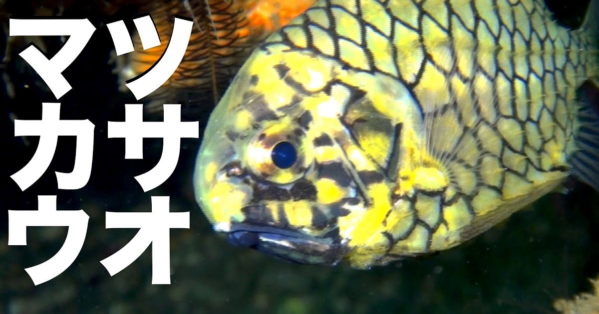マツカサウオ水中映像