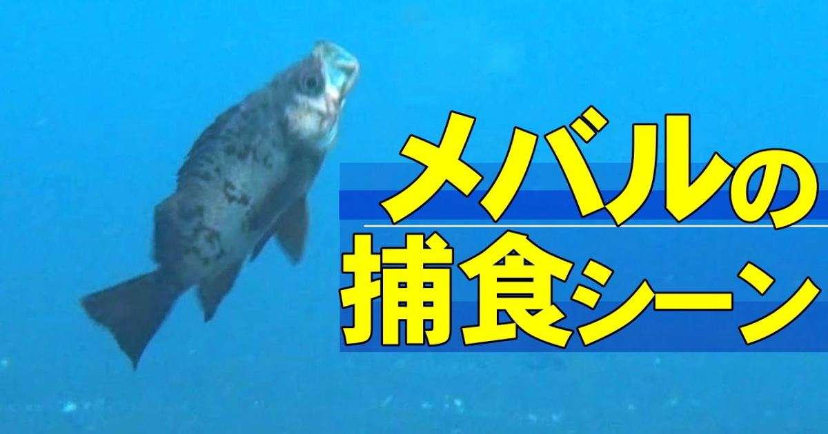メバルの捕食行動をとらえた水中映像
