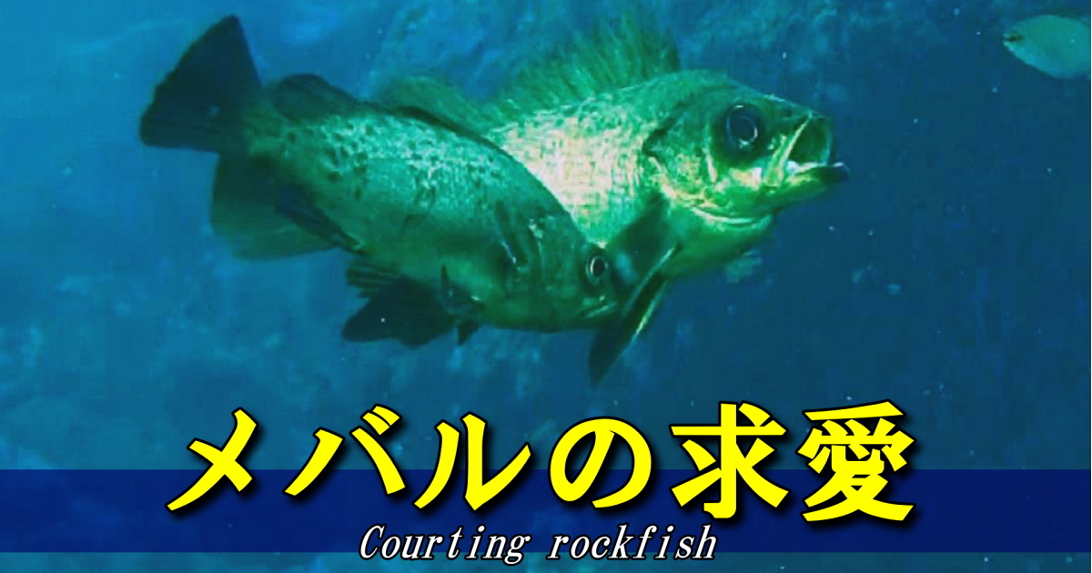 メバルの求愛の水中映像