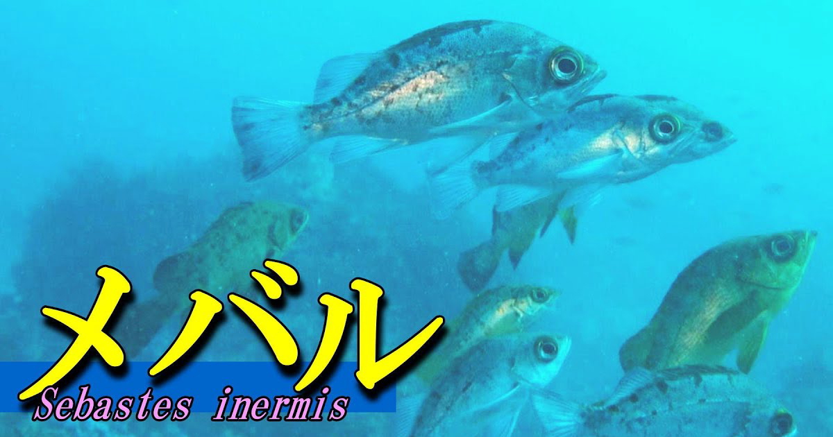 様々な色合いが混在するメバルの水中映像