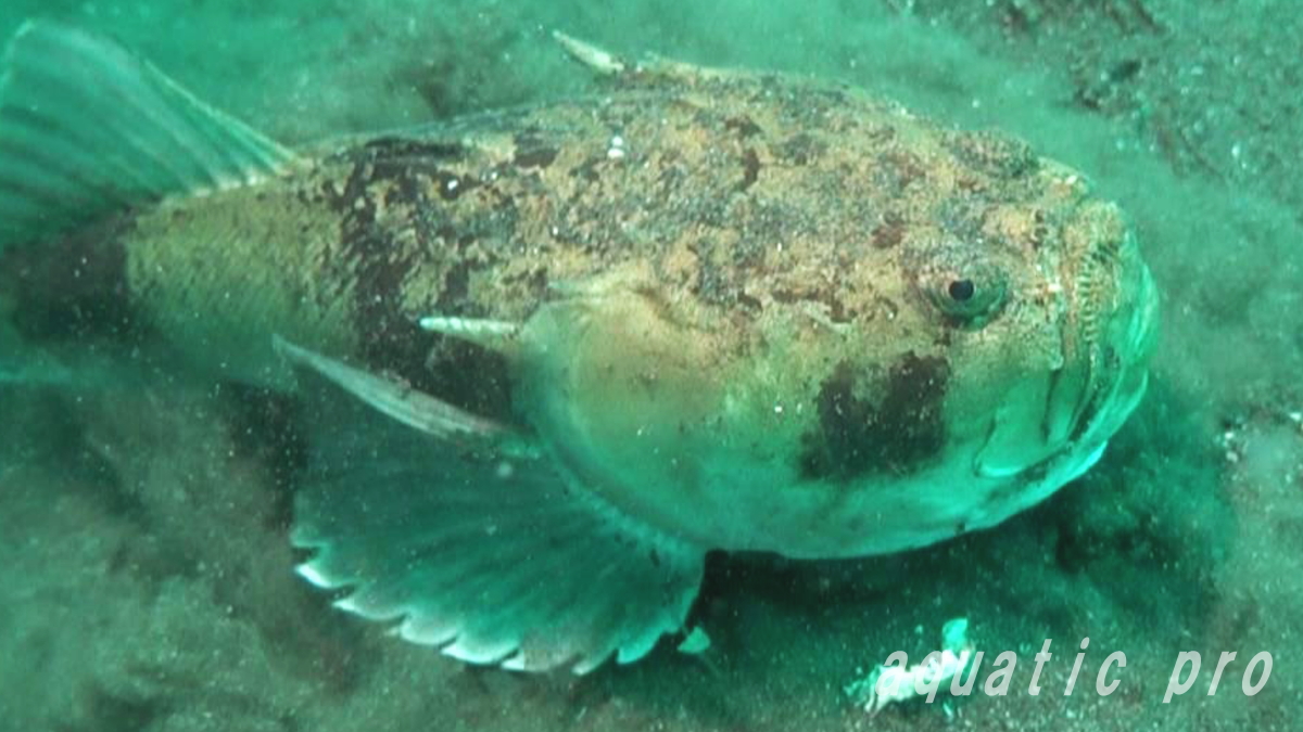 メガネウオが海底に潜る時は、大きな胸鰭で掘り始めます。