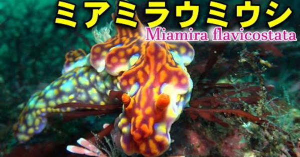 ＊＊＊水中映像