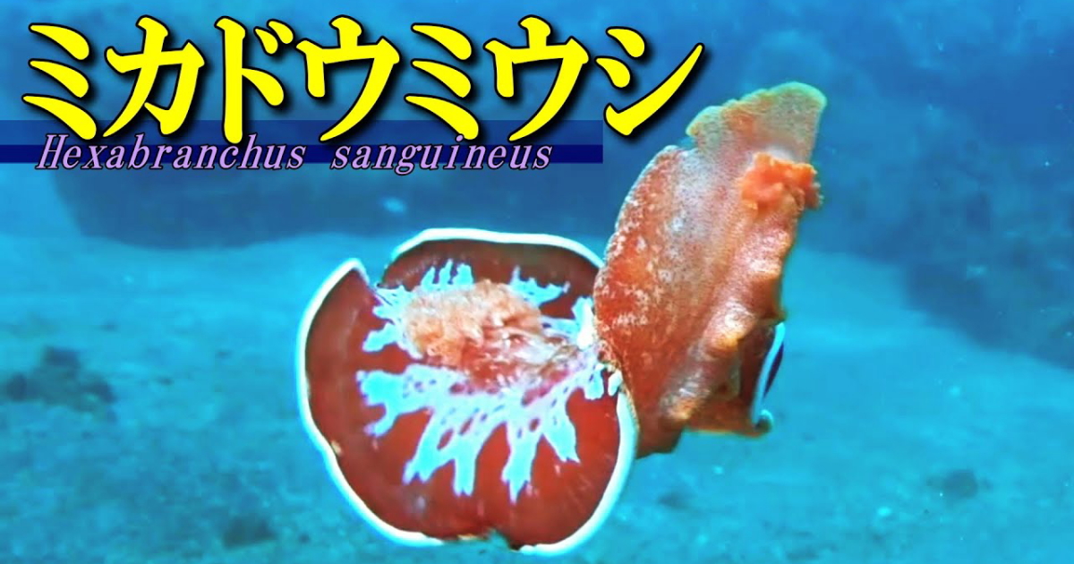 ミカドウミウシ水中映像