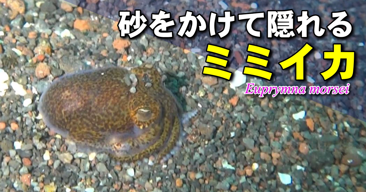 ミミイカ水中映像