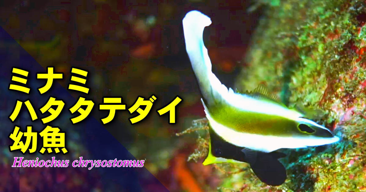 ミナミハタタテダイ幼魚の水中映像