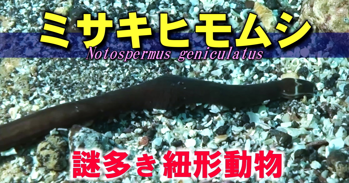 ミサキヒモムシは弱そうな生物だが、猛毒のテトロドトキシン（フグ毒）があり、致死量を含む