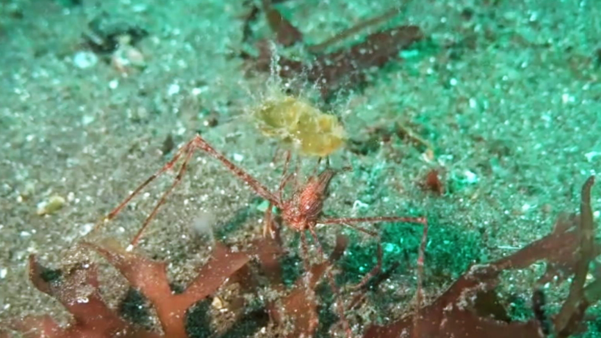 ヒドロ中らしきものが付いた海藻片を持つミズヒキガニの水中映像