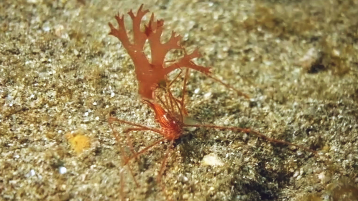 毒の無い海藻を持ち、まるで波に揺れるように動くミズヒキガニの水中映像