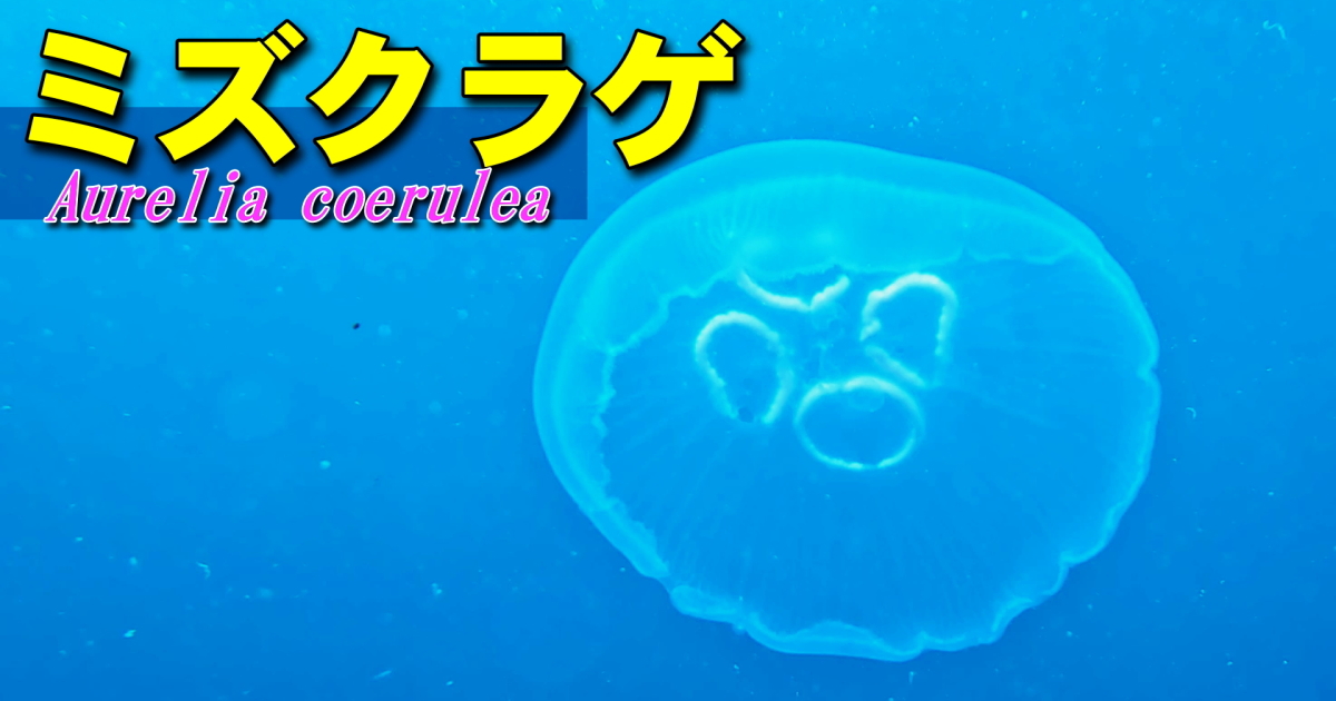 ミズクラゲ水中映像