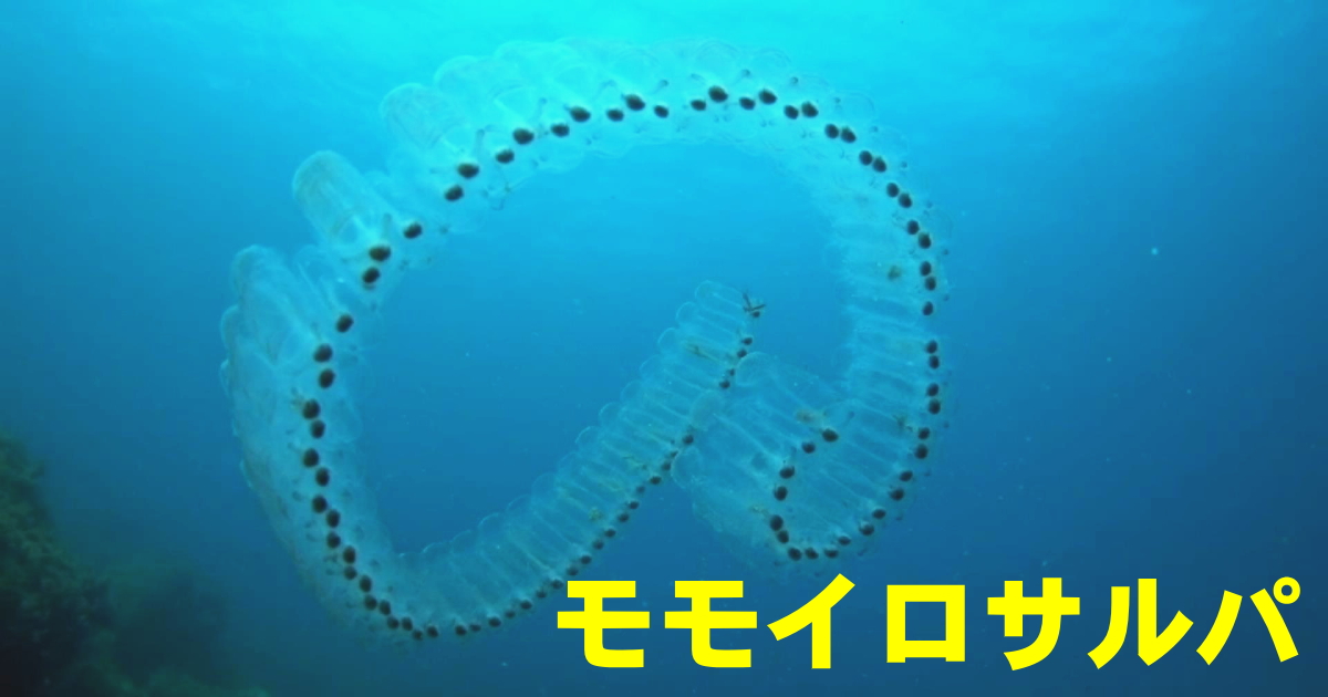 モモイロサルパの水中映像