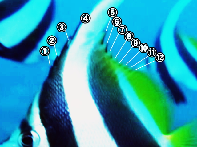 ムレハタタテダイの背ビレ棘条