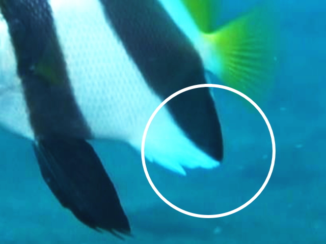 ムレハタタテダイの尻ビレ