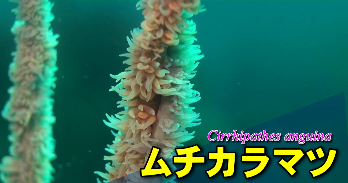 ムチカラマツ水中映像