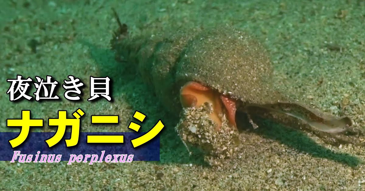 ナガニシ（夜泣き貝）水中映像