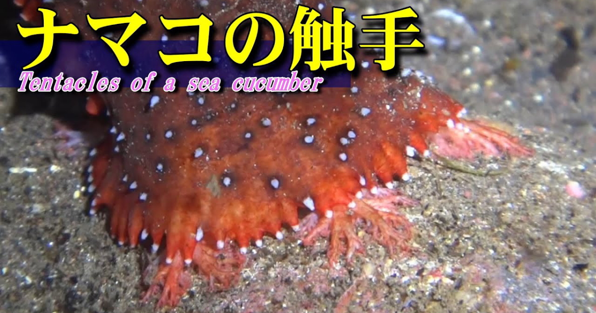 ナマコの触手水中映像