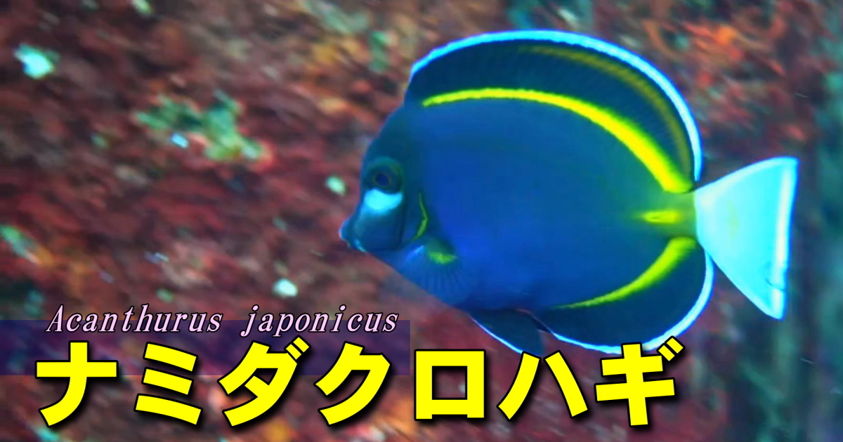 ナミダクロハギ水中映像