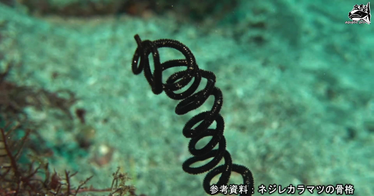 ネジレカラマツの骨格・水中映像