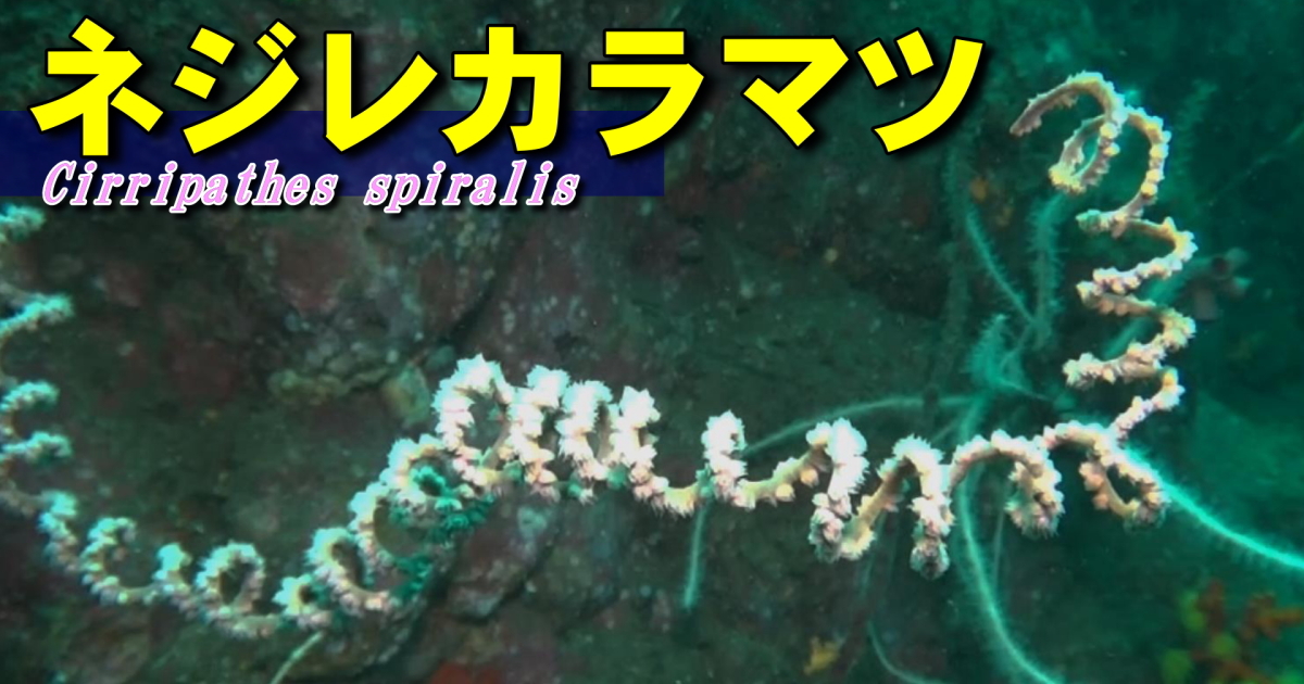 ネジレカラマツ水中映像