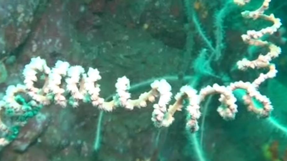ネジレカラマツの内側にはほとんどポリプは無い。螺旋によって発生した水流から効率よく餌を捕えるために外側のみにポリプがあると言われている。
