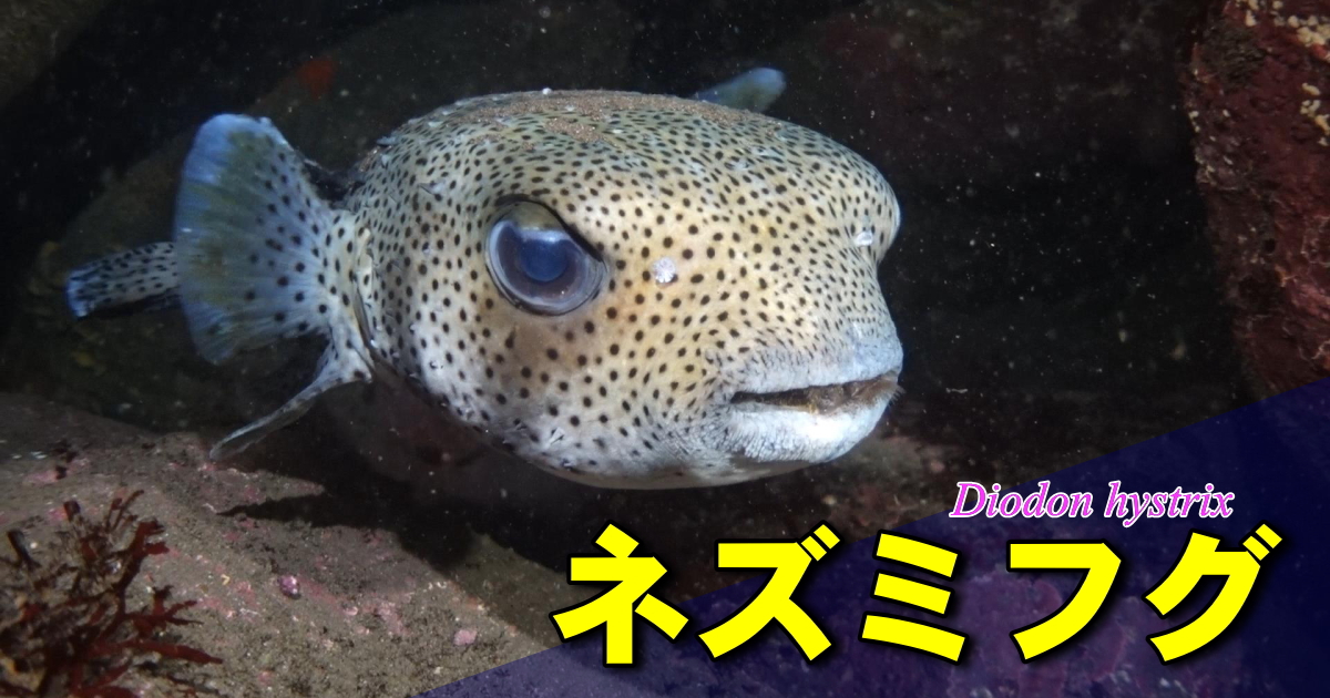 ネズミフグの水中映像