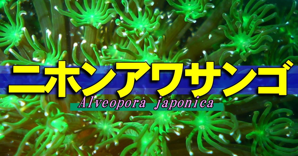 環境保全の指標ともなっているニホンアワサンゴの水中映像。