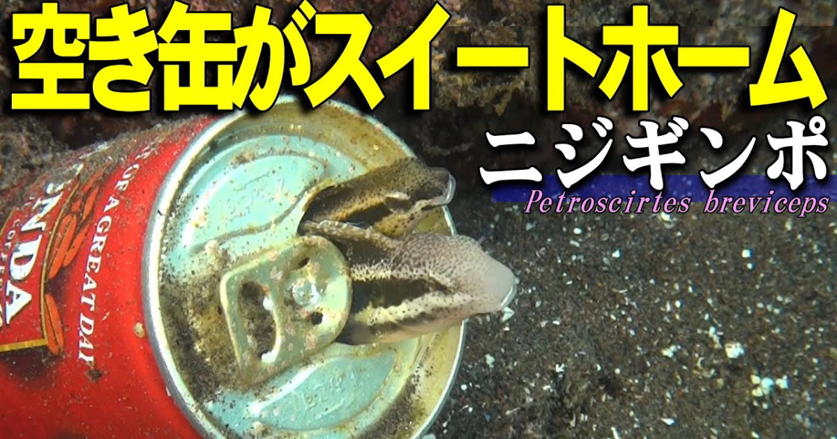 ニジギンポの繁殖行動水中映像