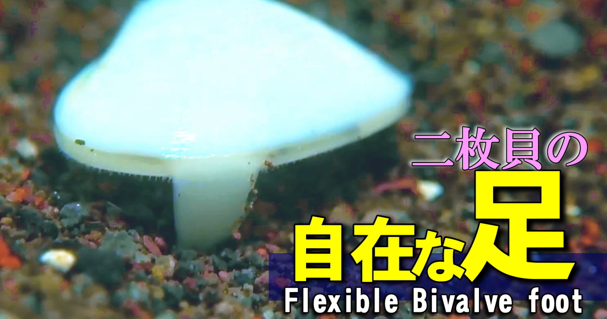 二枚貝の足水中映像