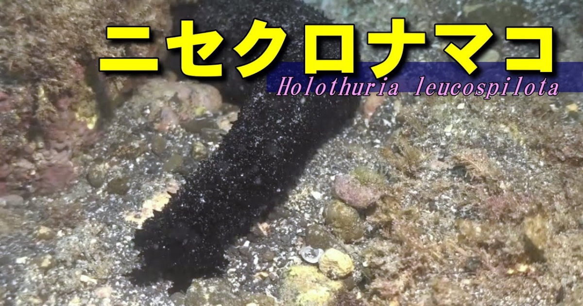 ニセクロナマコ水中映像
