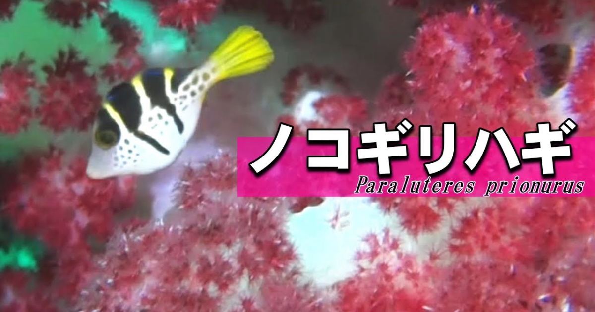 ノコギリハギ水中映像