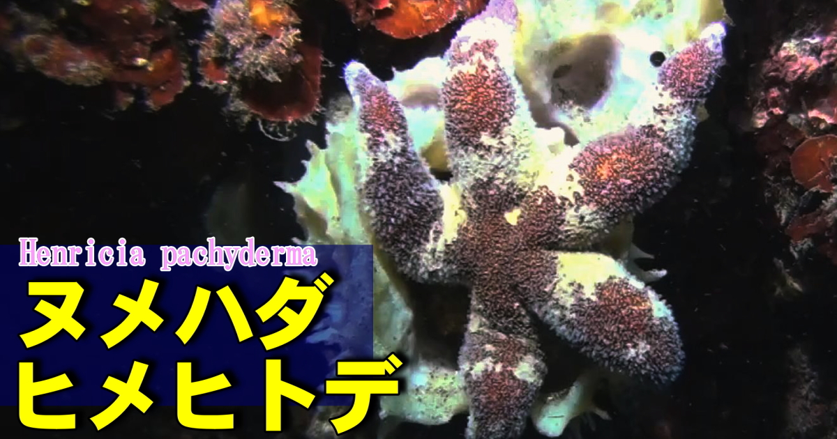ヌメハダヒメヒトデは動きが少ない