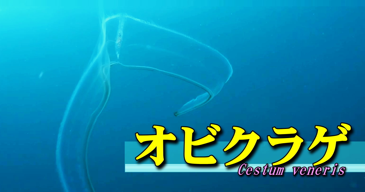オビクラゲ