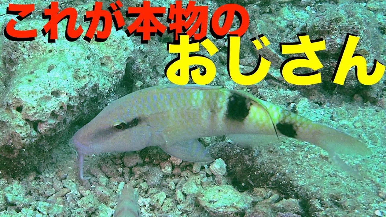 ヒゲを海底に差し込んで餌を探すオジサンの水中映像