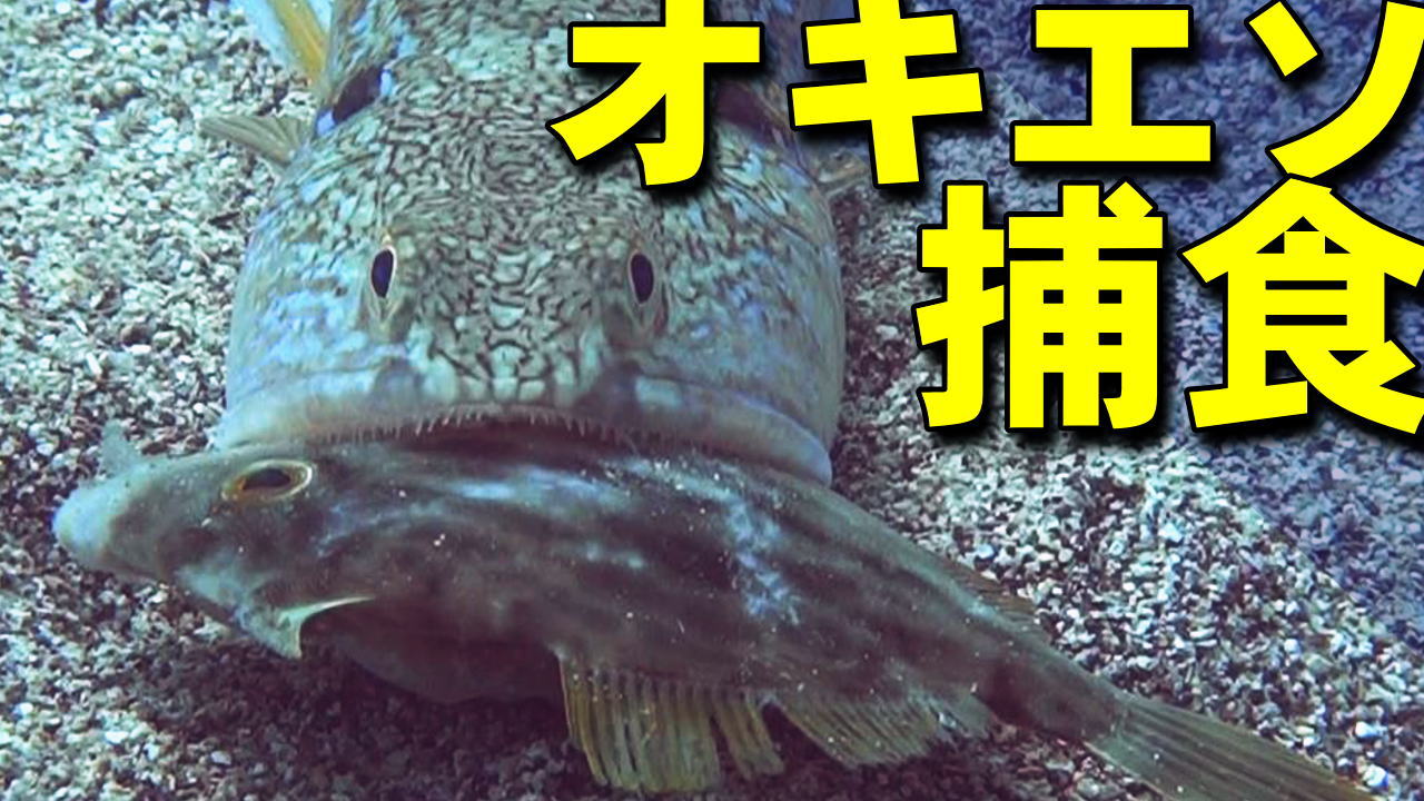 大きな獲物を捕らえたオキエソ。この後、咽頭顎で嚥下してゆく。