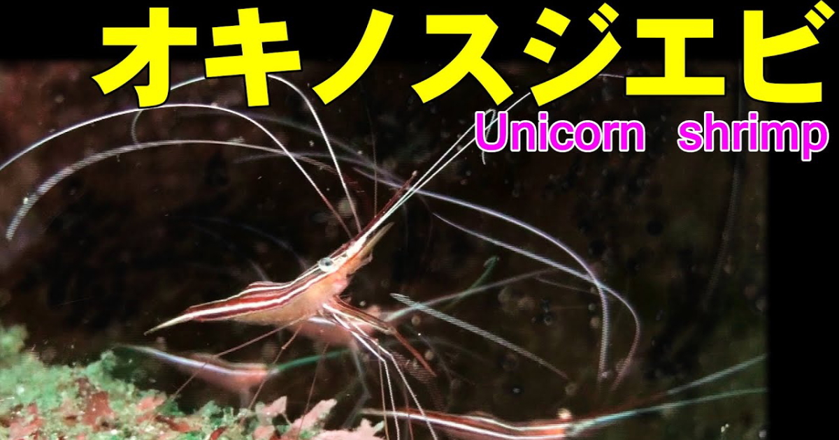 オキノスジエビ水中映像