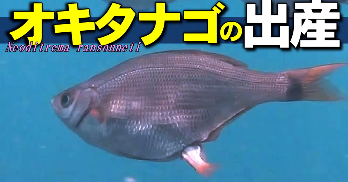 オキタナゴ水中映像