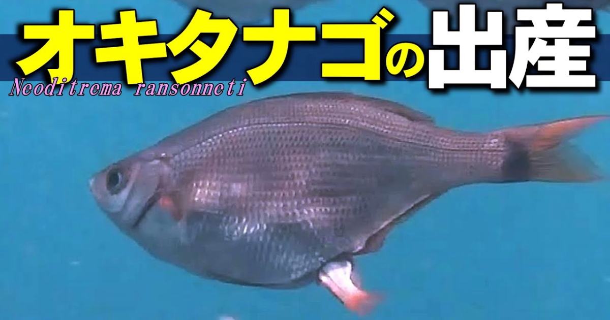 卵胎生のオキタナゴは、大人と同じ形の仔魚を出産する