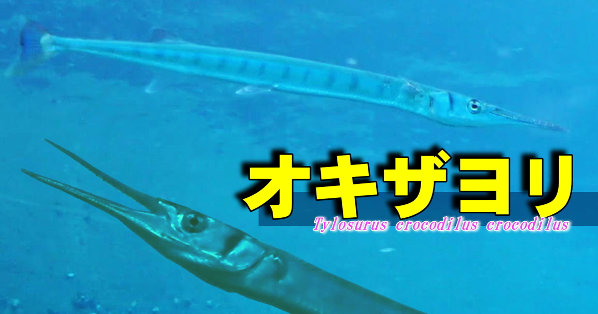 オキザヨリ水中映像