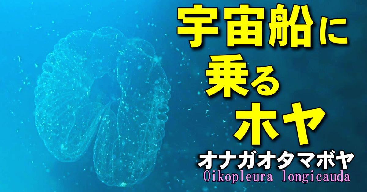 オナガオタマボヤ水中映像