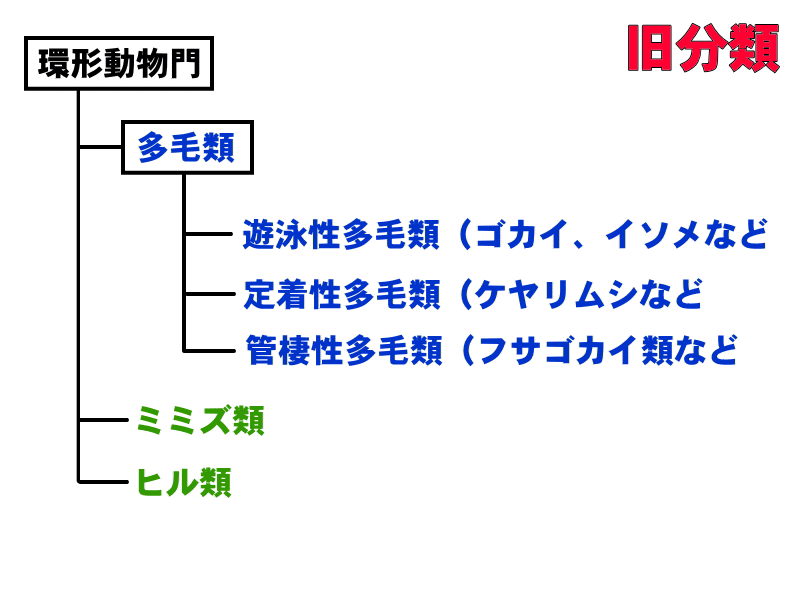 環形動物門における多毛類・ミミズ類・ヒル類の新旧分類イメージ