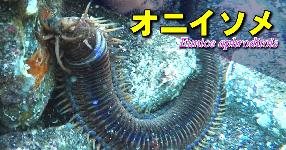 オニイソメの水中映像映像