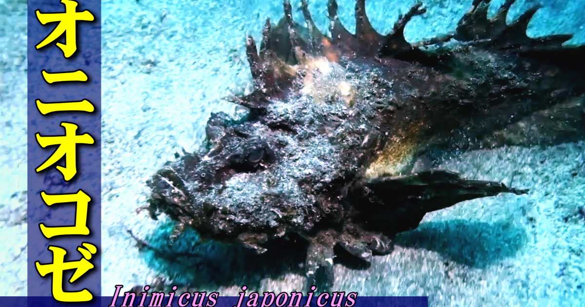 オニオコゼ水中映像