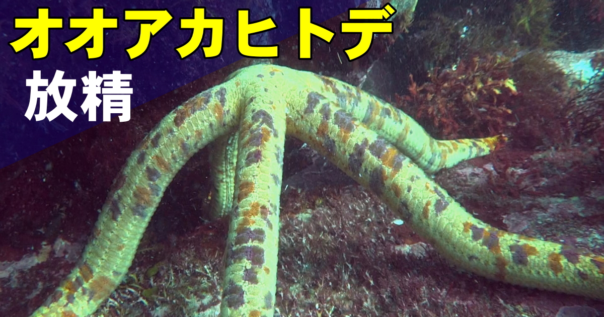 オオアカヒトデが放精する水中映像