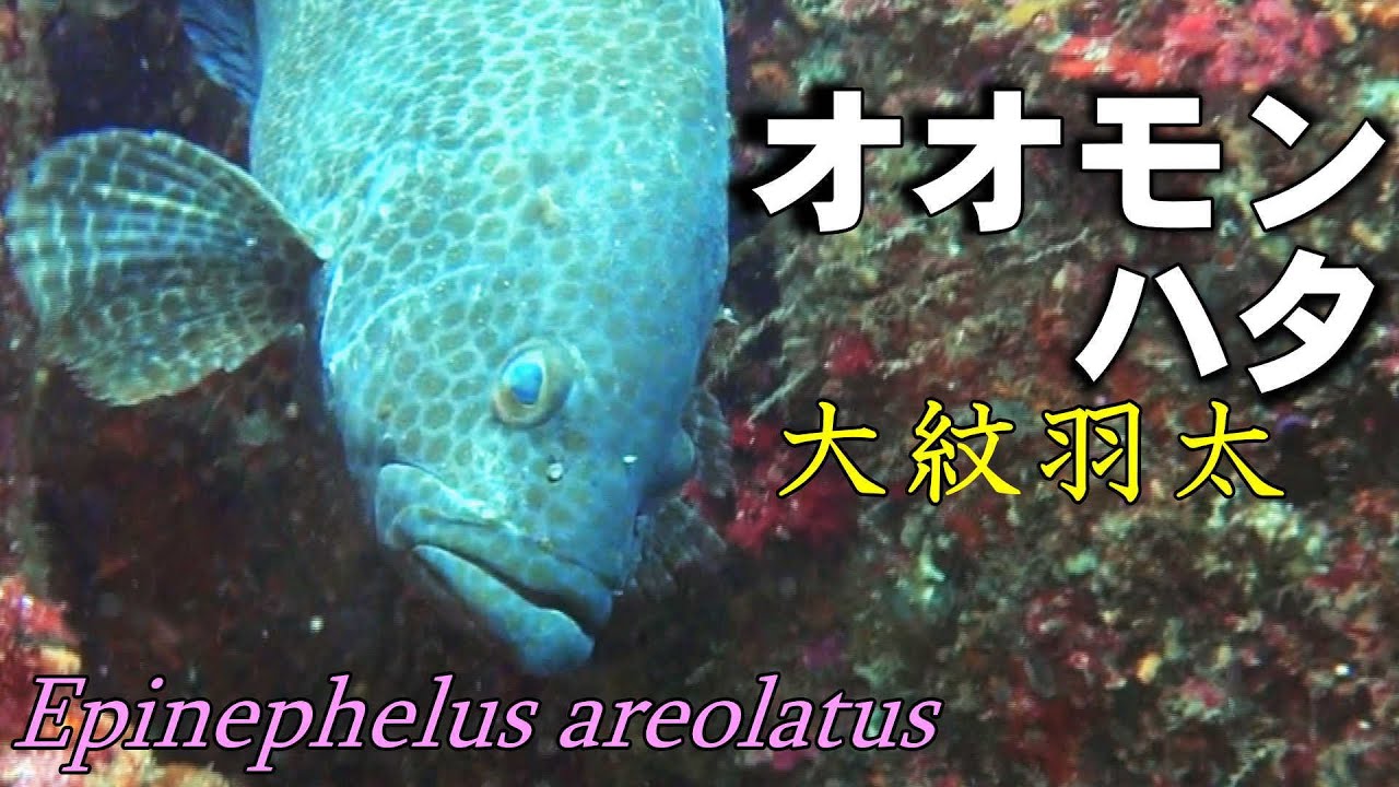 オオモンハタの水中映像
