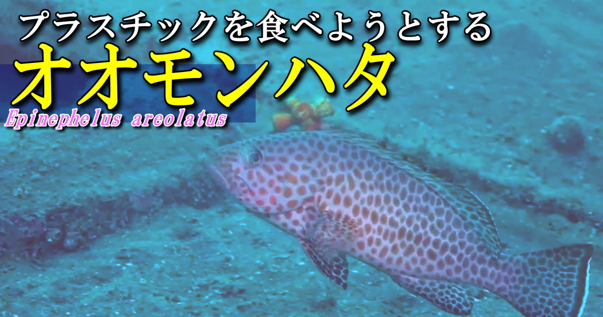 プラスチックを食べようとする？オオモンハタ 水中映像