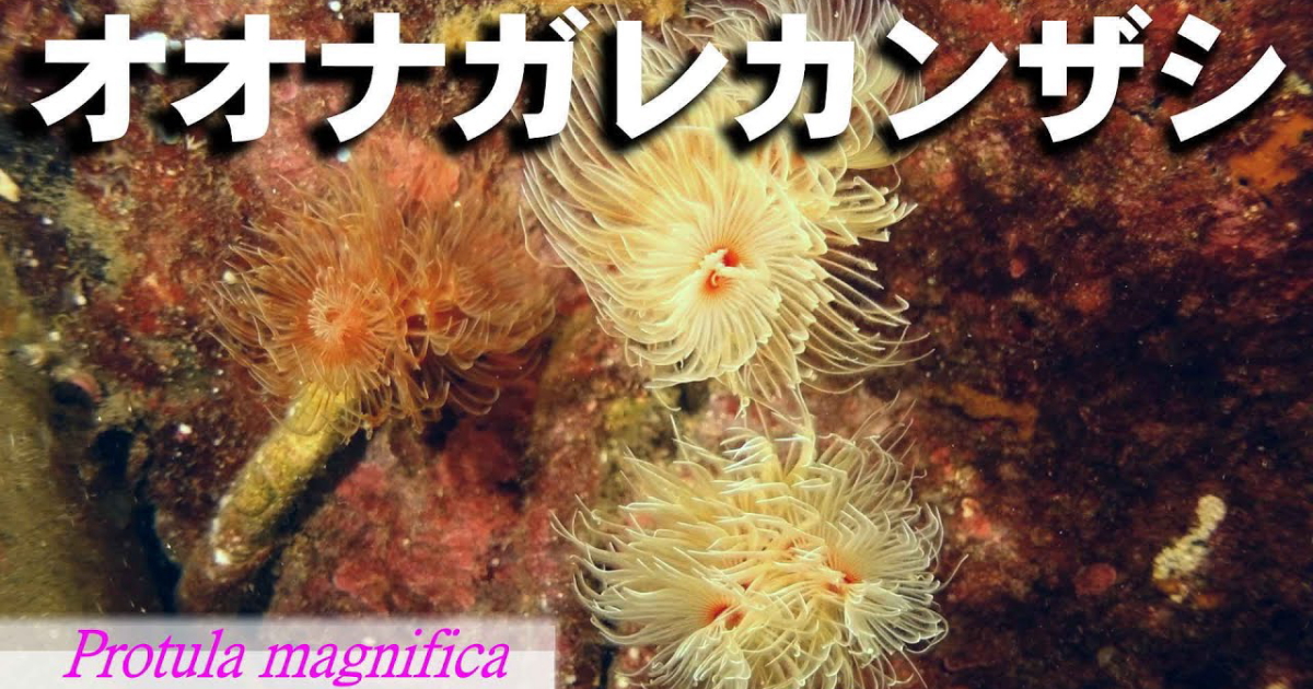 美しい姿だがゴカイの仲間のオオナガレカンザシ